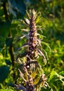 Herb motherwort Leonurus cardiac